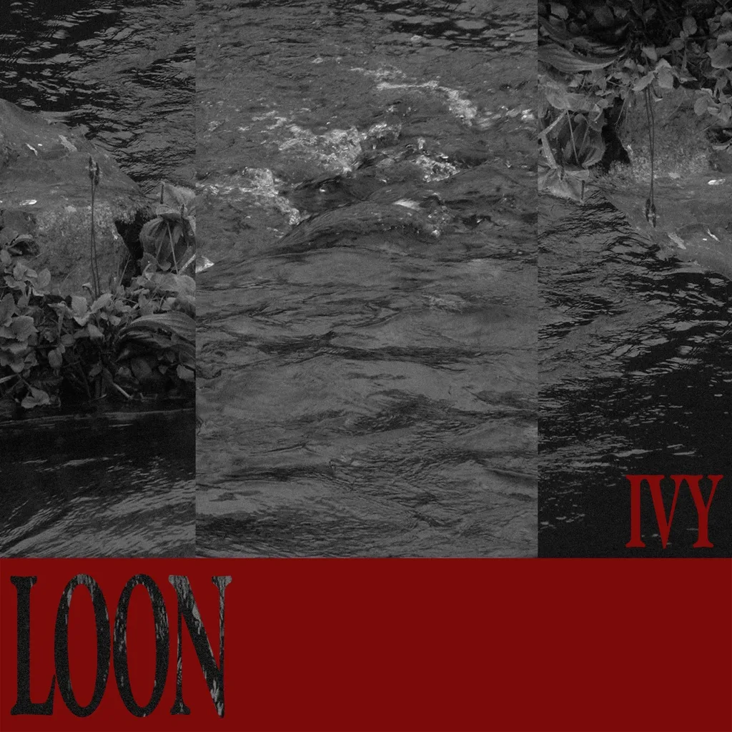 Loon by IVY cover